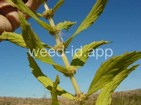 bugleweed, rough